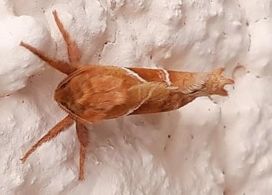 Triodia sylvina